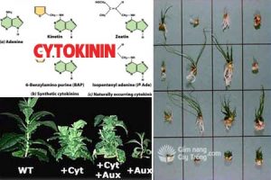 cytokinin